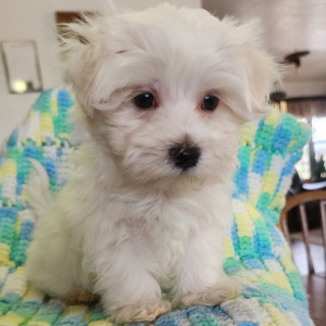 Maltese Puppy Cleo