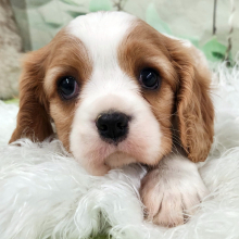 Cavalier King Charles Spaniel Puppy Hampton