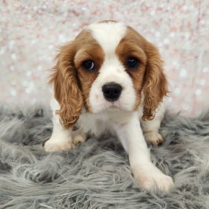 Cavalier King Charles Spaniel Puppy Hampton