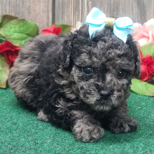 Poodle Puppy Spice