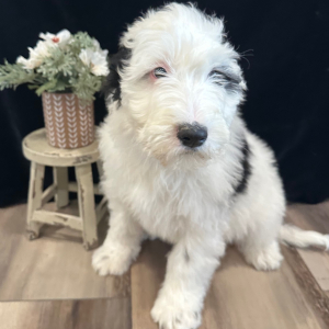 Sheepadoodle Puppy Frank