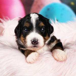 Bernedoodle Puppy Jasmine