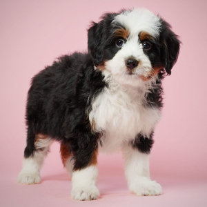 Bernedoodle Puppy Lillie