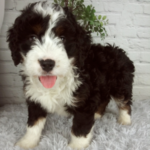 Bernedoodle Puppy Balto