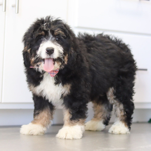 Bernedoodle Puppy Jett