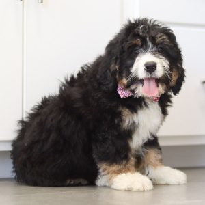 Bernedoodle Puppy Jett
