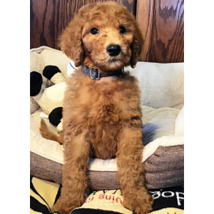 Goldendoodle Puppy Harper