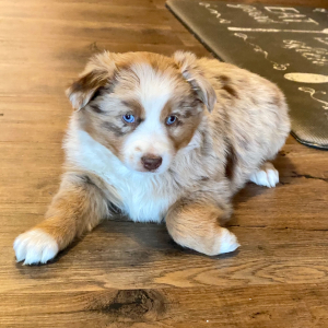 Australian Shepherd Puppy Gigi