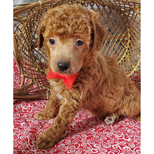 Poodle Puppy Dillon