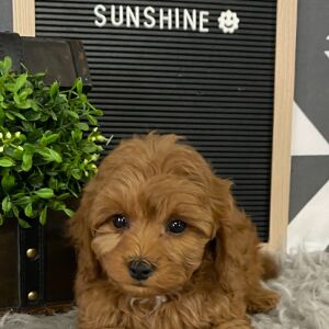 Cavapoo Puppy Phil