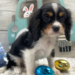 Cavalier King Charles Spaniel Puppy Kaydan