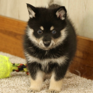 Pomsky Puppy Blake