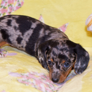 Dachshund Puppy Twinkle