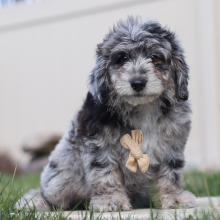 Puppy