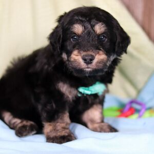 Aussiedoodle Puppy Wylie