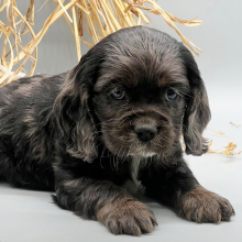 Puppy