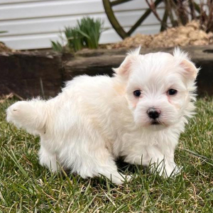 Maltese Puppy Davy