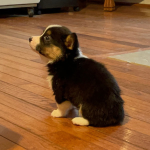 Pembroke Welsh Corgi Puppy Dotty