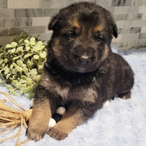 German Shepherd Dog Puppy Leroy