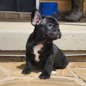 French Bulldog Puppy Rico