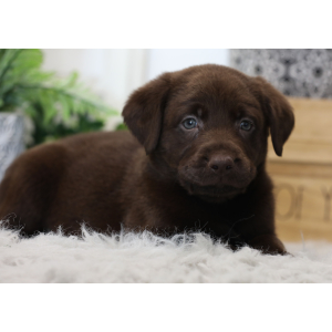 Labrador Retriever Puppy Zig