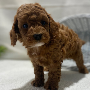 Poodle Puppy Samual