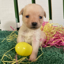 Puppy
