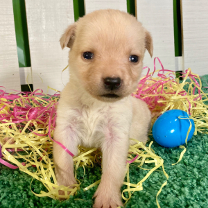 Labrador Retriever Puppy Bellah