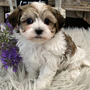 Havanese Puppy Lance