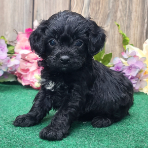 Cavapoo Puppy Winston