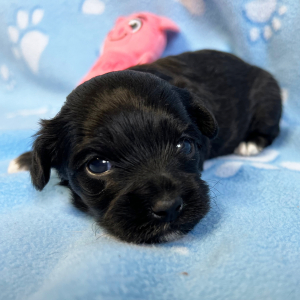 Maltipoo Puppy Tim