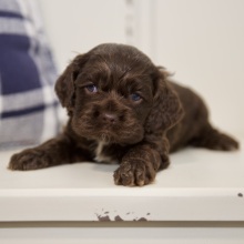 Puppy