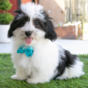 Havanese Puppy Hunter