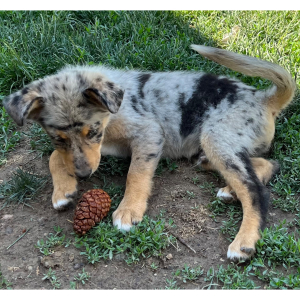 Pomsky Puppy Skittles