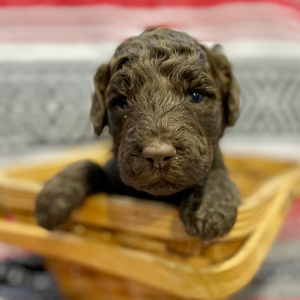 Goldendoodle Puppy Flittle