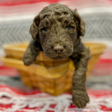 Puppy
