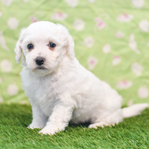 Bichon Frise Puppy Ari