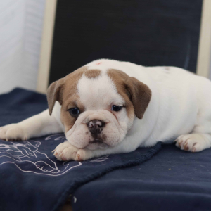 Bulldog Puppy Dakota