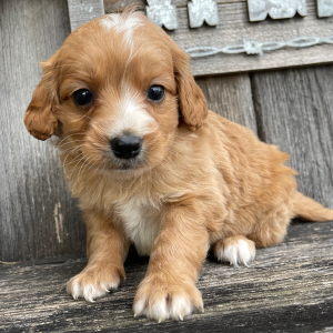 Goldendoodle Puppy Addison
