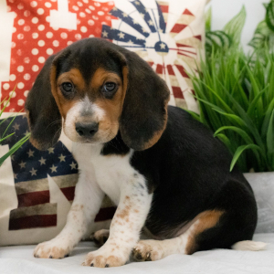 Beagle Puppy Brett