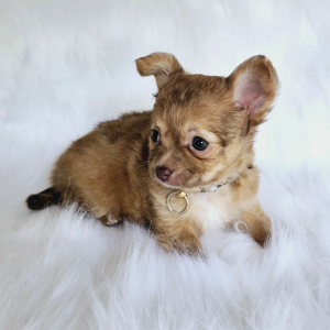 Chihuahua Puppy Romeo