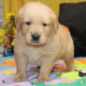 Golden Retriever Puppy Riggs