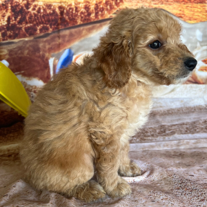 Goldendoodle Puppy Josh