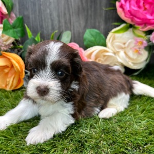Havanese Puppy Liam