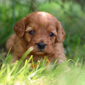 Cavapoo Puppy Houston
