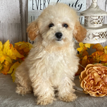 Poodle puppy for sale Izzi, dog for sale