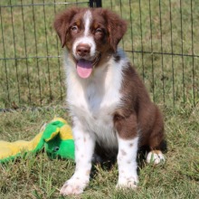 Aussiedoodle puppy for sale Cicero, dog for sale