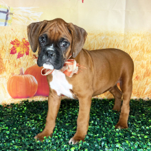 Boxer puppy for sale Soldier, dog for sale