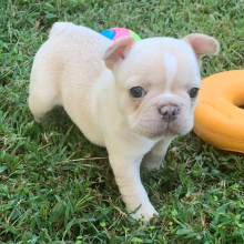 French Bulldog puppy for sale Pearly, dog for sale