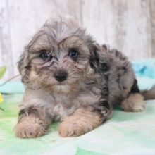 Poodle puppy for sale Carlene, dog for sale